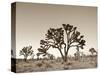 California, Joshua Tree National Park, Joshua Trees, USA-Michele Falzone-Stretched Canvas