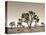 California, Joshua Tree National Park, Joshua Trees, USA-Michele Falzone-Stretched Canvas