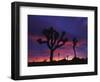 California, Joshua Tree National Park, Mojave Desert, Joshua Trees at Sunrise-Christopher Talbot Frank-Framed Photographic Print