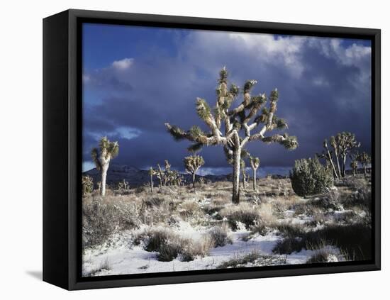 California, Joshua Tree National Park, Mojave Desert, Snow Covered Joshua Tree-Christopher Talbot Frank-Framed Stretched Canvas