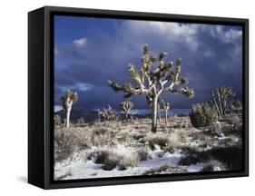 California, Joshua Tree National Park, Mojave Desert, Snow Covered Joshua Tree-Christopher Talbot Frank-Framed Stretched Canvas