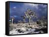 California, Joshua Tree National Park, Mojave Desert, Snow Covered Joshua Tree-Christopher Talbot Frank-Framed Stretched Canvas