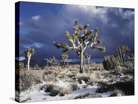 California, Joshua Tree National Park, Mojave Desert, Snow Covered Joshua Tree-Christopher Talbot Frank-Stretched Canvas