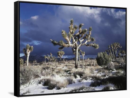 California, Joshua Tree National Park, Mojave Desert, Snow Covered Joshua Tree-Christopher Talbot Frank-Framed Stretched Canvas