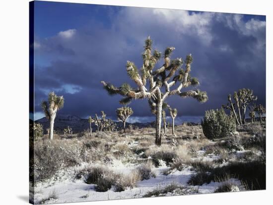 California, Joshua Tree National Park, Mojave Desert, Snow Covered Joshua Tree-Christopher Talbot Frank-Stretched Canvas