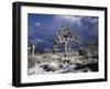 California, Joshua Tree National Park, Mojave Desert, Snow Covered Joshua Tree-Christopher Talbot Frank-Framed Premium Photographic Print