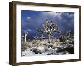 California, Joshua Tree National Park, Mojave Desert, Snow Covered Joshua Tree-Christopher Talbot Frank-Framed Photographic Print