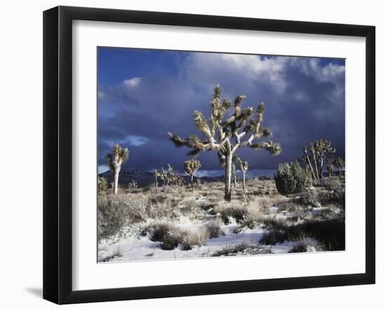 California, Joshua Tree National Park, Mojave Desert, Snow Covered Joshua Tree-Christopher Talbot Frank-Framed Photographic Print