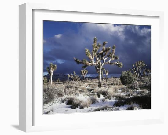 California, Joshua Tree National Park, Mojave Desert, Snow Covered Joshua Tree-Christopher Talbot Frank-Framed Photographic Print