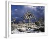 California, Joshua Tree National Park, Mojave Desert, Snow Covered Joshua Tree-Christopher Talbot Frank-Framed Photographic Print