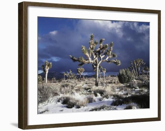 California, Joshua Tree National Park, Mojave Desert, Snow Covered Joshua Tree-Christopher Talbot Frank-Framed Photographic Print