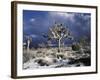 California, Joshua Tree National Park, Mojave Desert, Snow Covered Joshua Tree-Christopher Talbot Frank-Framed Photographic Print