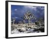 California, Joshua Tree National Park, Mojave Desert, Snow Covered Joshua Tree-Christopher Talbot Frank-Framed Photographic Print