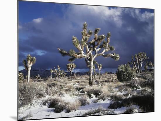 California, Joshua Tree National Park, Mojave Desert, Snow Covered Joshua Tree-Christopher Talbot Frank-Mounted Photographic Print