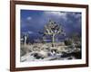 California, Joshua Tree National Park, Mojave Desert, Snow Covered Joshua Tree-Christopher Talbot Frank-Framed Photographic Print