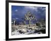 California, Joshua Tree National Park, Mojave Desert, Snow Covered Joshua Tree-Christopher Talbot Frank-Framed Photographic Print