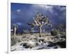 California, Joshua Tree National Park, Mojave Desert, Snow Covered Joshua Tree-Christopher Talbot Frank-Framed Photographic Print