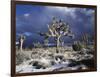 California, Joshua Tree National Park, Mojave Desert, Snow Covered Joshua Tree-Christopher Talbot Frank-Framed Photographic Print