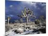 California, Joshua Tree National Park, Mojave Desert, Snow Covered Joshua Tree-Christopher Talbot Frank-Mounted Photographic Print