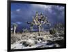 California, Joshua Tree National Park, Mojave Desert, Snow Covered Joshua Tree-Christopher Talbot Frank-Framed Photographic Print