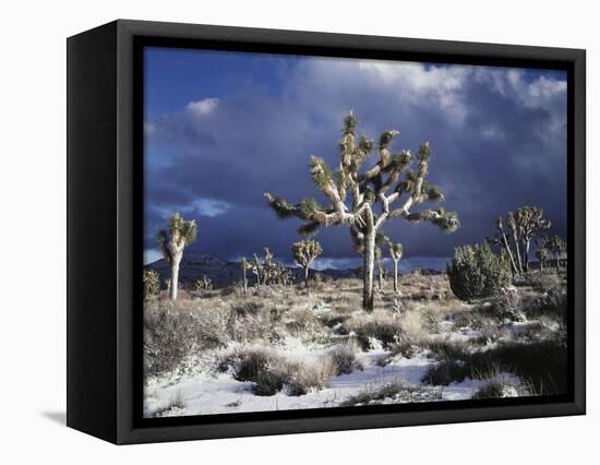 California, Joshua Tree National Park, Mojave Desert, Snow Covered Joshua Tree-Christopher Talbot Frank-Framed Stretched Canvas