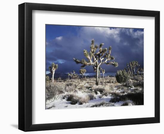 California, Joshua Tree National Park, Mojave Desert, Snow Covered Joshua Tree-Christopher Talbot Frank-Framed Photographic Print