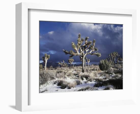 California, Joshua Tree National Park, Mojave Desert, Snow Covered Joshua Tree-Christopher Talbot Frank-Framed Photographic Print