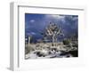 California, Joshua Tree National Park, Mojave Desert, Snow Covered Joshua Tree-Christopher Talbot Frank-Framed Photographic Print