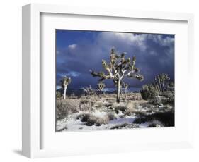 California, Joshua Tree National Park, Mojave Desert, Snow Covered Joshua Tree-Christopher Talbot Frank-Framed Photographic Print