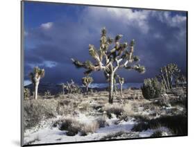 California, Joshua Tree National Park, Mojave Desert, Snow Covered Joshua Tree-Christopher Talbot Frank-Mounted Photographic Print