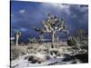 California, Joshua Tree National Park, Mojave Desert, Snow Covered Joshua Tree-Christopher Talbot Frank-Stretched Canvas
