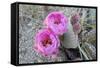 California, Joshua Tree National Park. Prickly Pear Cactus Bloom-Kevin Oke-Framed Stretched Canvas