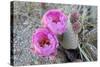 California, Joshua Tree National Park. Prickly Pear Cactus Bloom-Kevin Oke-Stretched Canvas