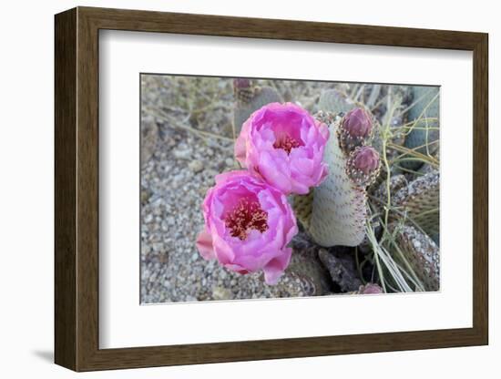 California, Joshua Tree National Park. Prickly Pear Cactus Bloom-Kevin Oke-Framed Photographic Print