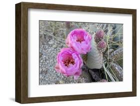 California, Joshua Tree National Park. Prickly Pear Cactus Bloom-Kevin Oke-Framed Photographic Print