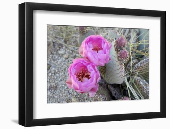 California, Joshua Tree National Park. Prickly Pear Cactus Bloom-Kevin Oke-Framed Photographic Print