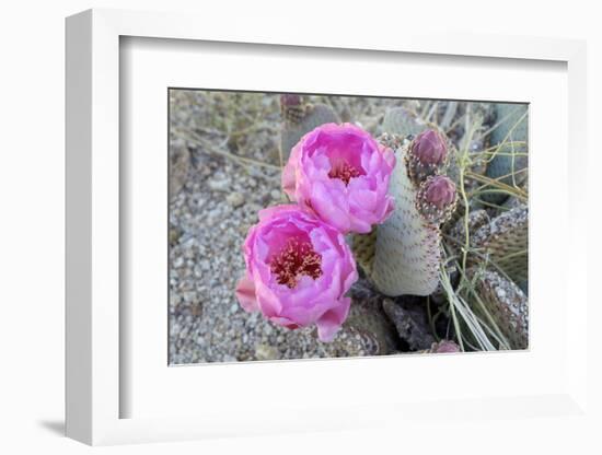 California, Joshua Tree National Park. Prickly Pear Cactus Bloom-Kevin Oke-Framed Photographic Print