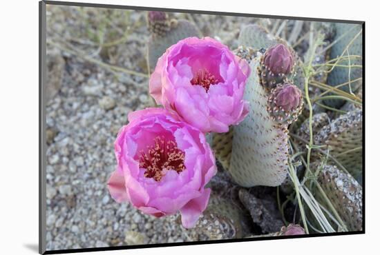 California, Joshua Tree National Park. Prickly Pear Cactus Bloom-Kevin Oke-Mounted Photographic Print