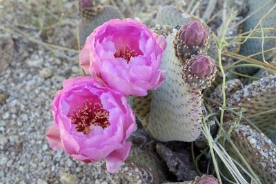 https://imgc.allpostersimages.com/img/posters/california-joshua-tree-national-park-prickly-pear-cactus-bloom_u-L-Q13BMXV0.jpg?artPerspective=n