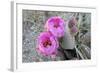 California, Joshua Tree National Park. Prickly Pear Cactus Bloom-Kevin Oke-Framed Photographic Print