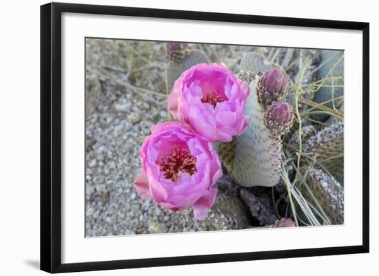 California, Joshua Tree National Park. Prickly Pear Cactus Bloom-Kevin Oke-Framed Photographic Print