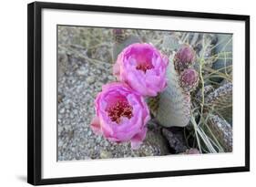 California, Joshua Tree National Park. Prickly Pear Cactus Bloom-Kevin Oke-Framed Photographic Print