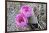 California, Joshua Tree National Park. Prickly Pear Cactus Bloom-Kevin Oke-Framed Photographic Print