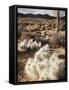 California, Joshua Tree National Park, Prickly Pear Cactus in the Mojave Desert-Christopher Talbot Frank-Framed Stretched Canvas