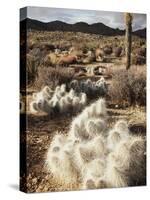 California, Joshua Tree National Park, Prickly Pear Cactus in the Mojave Desert-Christopher Talbot Frank-Stretched Canvas