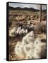 California, Joshua Tree National Park, Prickly Pear Cactus in the Mojave Desert-Christopher Talbot Frank-Framed Stretched Canvas