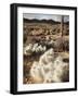 California, Joshua Tree National Park, Prickly Pear Cactus in the Mojave Desert-Christopher Talbot Frank-Framed Photographic Print