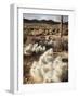 California, Joshua Tree National Park, Prickly Pear Cactus in the Mojave Desert-Christopher Talbot Frank-Framed Photographic Print