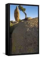 California. Joshua Tree National Park. Rock Formation and Juniper at Sunset-Judith Zimmerman-Framed Stretched Canvas