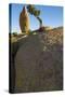 California. Joshua Tree National Park. Rock Formation and Juniper at Sunset-Judith Zimmerman-Stretched Canvas